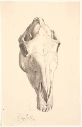 Hirschschädel