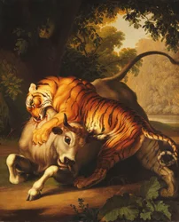 Ein Tiger greift einen Stier an, 1785