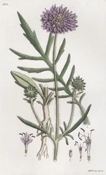 Acker-Witwenblume Knautia arvensis