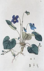 Duftveilchen Viola odorata, 1804-1811