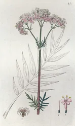 Baldrian Valeriana officinalis, 1804-1811
