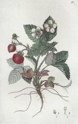 Wilde Erdbeere Fragaria vesca