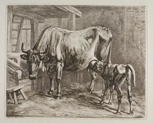 Kuh mit säugendem Kalb