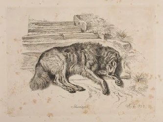 Schweizer, ein Hund