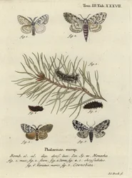 Schwarzes L und Kleine Schmuckeule.