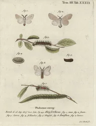 Goldafter, Euproctis chrysorrhoea.