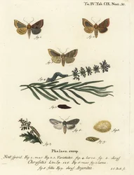 Polierte Messingmotte, Diachrysia chrysitis 1-5, und grün silbergesprenkelter Hai, Cucullia argentea 6-9. Handkolorierter Kupferstich von Johann Carl Bock nach Eugenius Johann Christoph Espers Die Schmetterlinge in Abbildungen nach der Natur, Erlangen