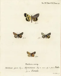 Catocala Hymenaea, Amerila Puella und Isturgia Famula Motten