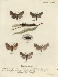 Clostera anastomosis und Nudaria mundana.