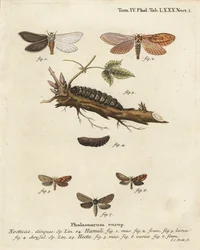 Geistermotte, Hepialus humuli 1-4, und goldener Schnellschwimmer, Phymatopus hecta 5-7. Handkolorierter Kupferstich von Johann Carl Bock nach Eugenius Johann Christoph Espers Die Schmetterlinge in Abbildungen nach der Natur, Erlangen