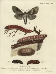 Ziegenmotte, Cossus cossus