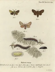 Boden-Lackey-Motte, Malacosoma castrense