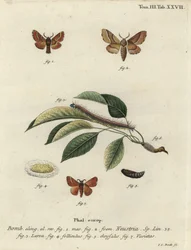Lackey-Motte, Malacosoma neustria