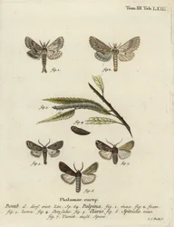 Blasser Prominent, Herz und Keule, und dunkles Schwertgras