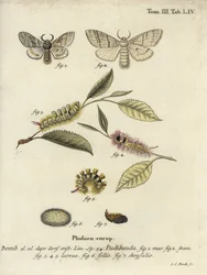 Pale Tussock, Calliteara pudibunda