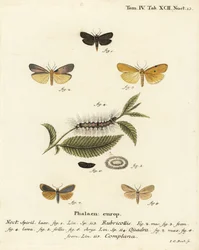 Rotnackiger Fußmann, Atolmis rubricollis 1, vierfleckiger Fußmann, Lithosia quadra 2-6, und gelber Fußmann, Katha depressa 7,9. Handkolorierter Kupferstich von Johann Carl Bock nach Eugenius Johann Christoph Espers Die Schmetterlinge in Abbildungen nach de