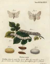 Seidenmotte, Bombyx mori