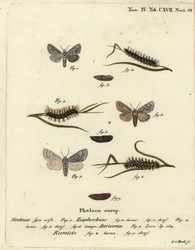 Süßgallmotte, Acronicta euphorbiae 1-5, seltene Dolchmotte, Acronicta auricoma 6, und Knotengrasmotte, Acronicta rumicis 7-9. Handkolorierter Kupferstich von Johann Carl Bock nach Eugenius Johann Christoph Espers Die Schmetterlinge in Abbildungen