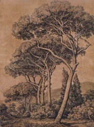 J C Reinhart Schirmpinien 1791