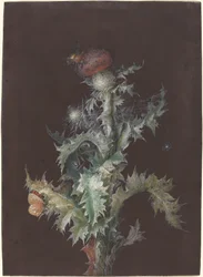 Distel mit Insekten, ca. 1755