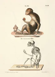 Berberaffe und sein Skelett