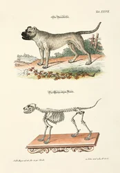 Dogge und ihr Skelett