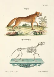 Fuchs und sein Skelett
