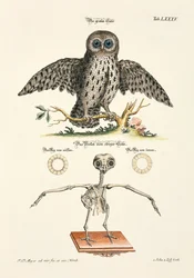 Graue Eule und ihr Skelett
