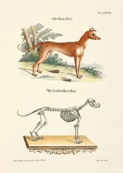 Windhund und sein Skelett