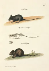 Hausmaus und Feldmaus mit Skelett