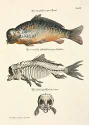 Spiegelkarpfen mit Skelett