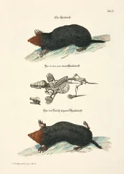 Maulwürfe mit Skelett