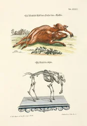 Monströses Kalb mit 6 Beinen und 2 Köpfen