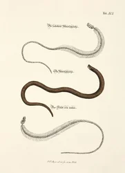 Blindschleiche und ihr Skelett