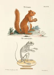 Eichhörnchen und sein Skelett