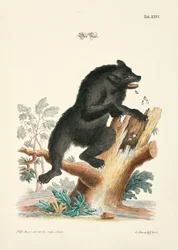 Der Bär