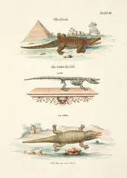 Das Krokodil und sein Skelett