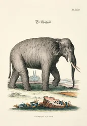 Der Elefant