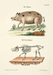 Das Schwein und sein Skelett