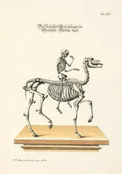 Das skelettierte Pferd mit einem menschlichen Skelett als Reiter