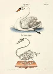 Der Schwan und sein Skelett