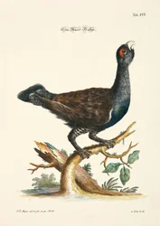 Auerhuhn