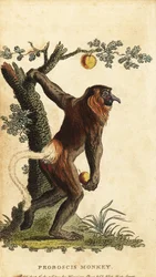 Nasenaffe, Nasalis larvatus. Gefährdet