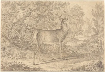 Ein prächtiger junger Hirsch vor einem Flechtzaun
