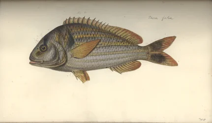 Perca juba