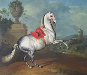 Der Apfelschimmel im Galopp