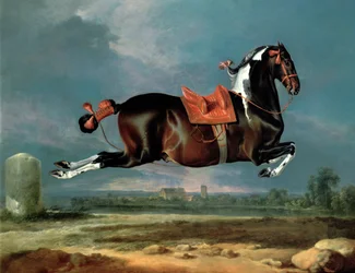 Der steigende Schecke „Cehero“