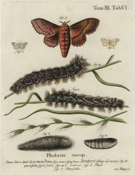 Muslin-Footman- und Eichen-Eggar-Motten.