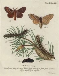 Kiefernspinner, Dendrolimus pini