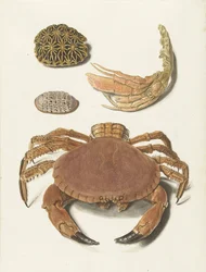 Eine Krabbe, eine Schere einer Krabbe und zwei Schildkrötenschilde
